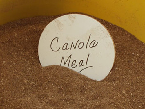 Canola Meal