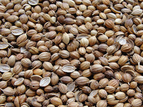 Coriander