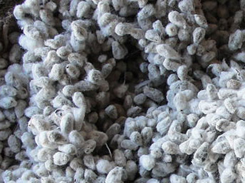 Corn Gluten Feed Pellets