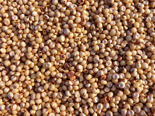 Sorghum