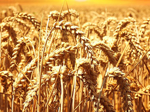 Wheat