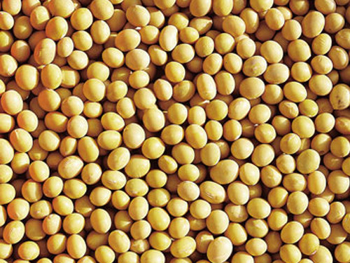 Yellow Soybeans